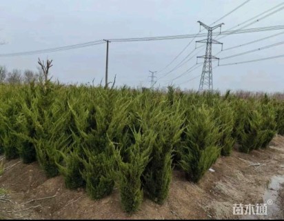 高度150厘米龙柏