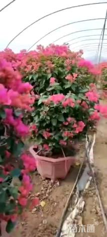高度130厘米三角梅