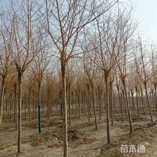 12公分金丝垂柳