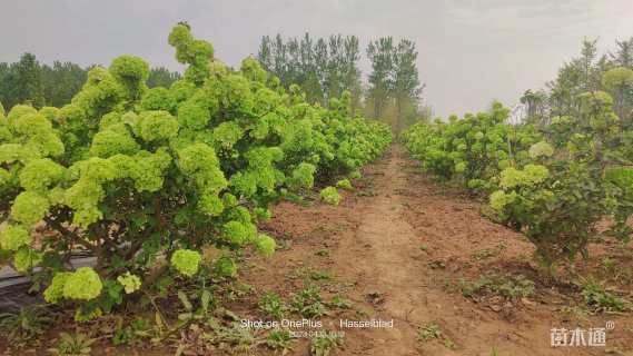 高度100厘米木绣球