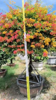 1公分造型三角梅