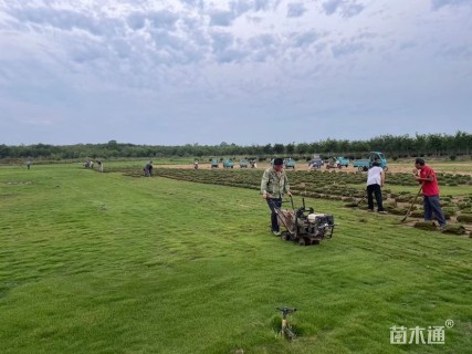 草卷状马尼拉草