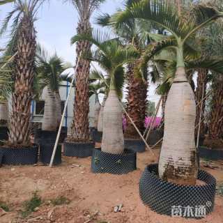 裸干高150厘米酒瓶椰子