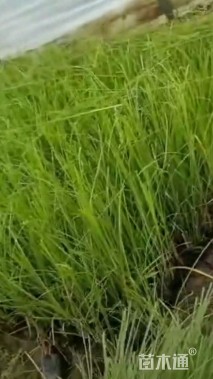 乱芒基地直发全国销售