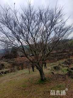 30公分中国红枫