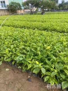 高度20厘米连翘