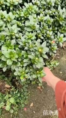 高度12厘米翠云草