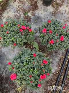 高度30厘米杜鹃