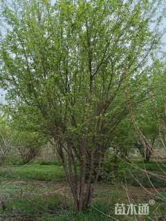 高度500厘米丛生茶条槭