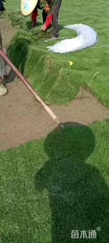 草卷状马尼拉草