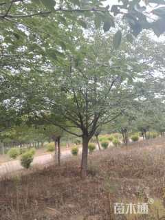 40公分日本晚樱