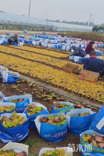 高度10厘米金叶过路黄