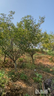 10公分日本晚樱