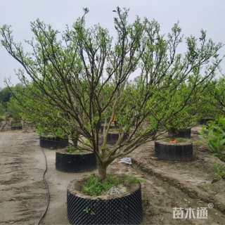 高度200厘米柑橘