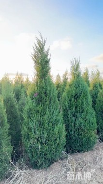 高度150厘米蜀桧