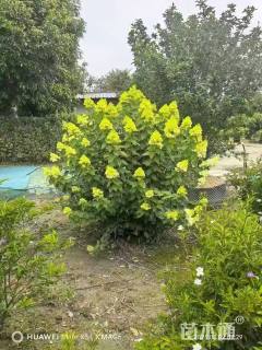 高度50厘米圆锥绣球