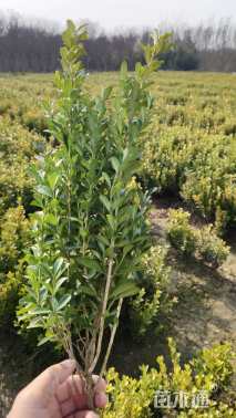 0.5公分小叶冬青