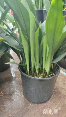 高度50厘米一叶兰