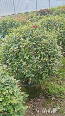 冠幅100厘米月季花球