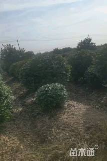 冠幅180厘米无刺枸骨球