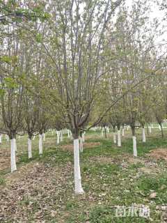 13公分西府海棠