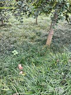 高度25厘米吉祥草