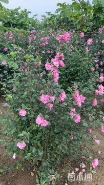 高度160厘米红花木槿