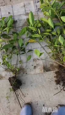 高度50厘米大叶栀子