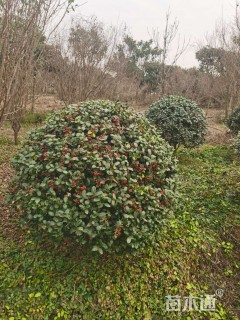 冠幅160厘米无刺枸骨球