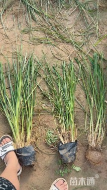 高度100厘米矮蒲苇