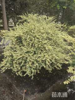 高度60厘米金姬小蜡