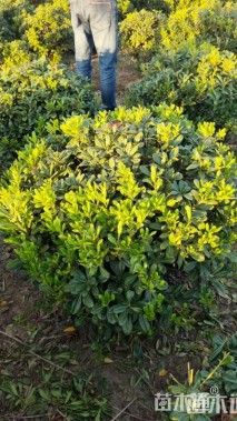 冠幅80厘米海桐球