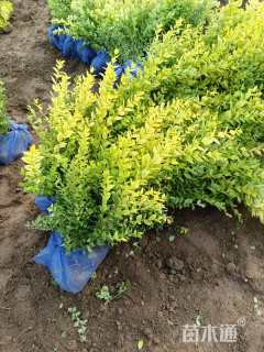 高度50厘米金叶女贞