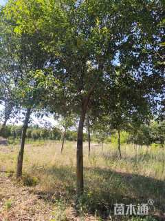 15公分大叶女贞