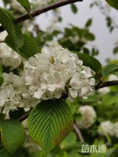 高度150厘米绣球