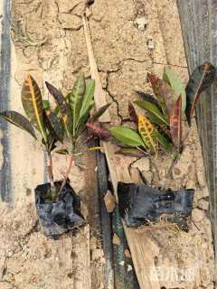 高度30厘米变叶木