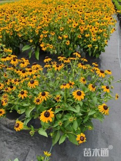 高度40厘米金光菊