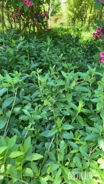 高度60厘米连翘