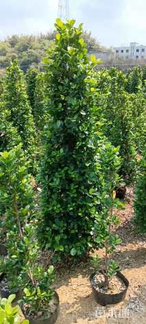 高度180厘米火山榕