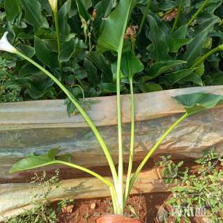 高度60厘米马蹄莲