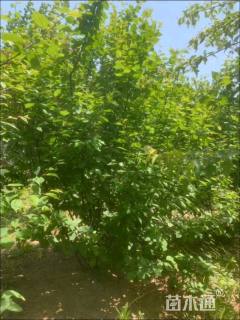 高度180厘米丛生榆叶梅