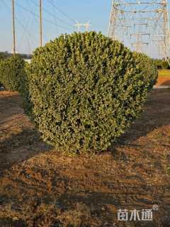 冠幅240厘米大叶黄杨球