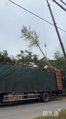 15公分小叶榄仁