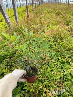 高度60厘米南天竹