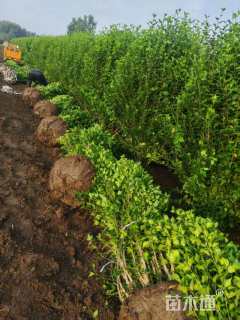 高度220厘米木槿