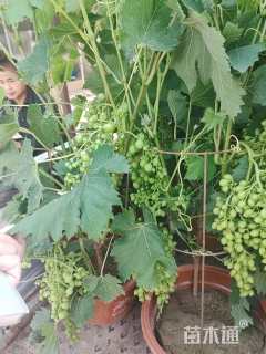 60厘米葡萄