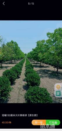 冠幅120厘米大叶黄杨球