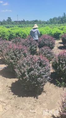 高度120厘米紫叶小檗