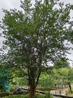 高度400厘米丛生紫薇