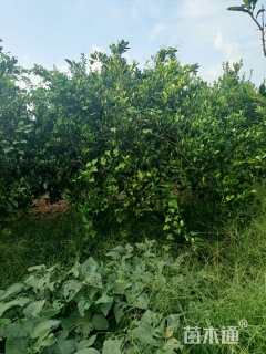 高度350厘米丛生胡柚